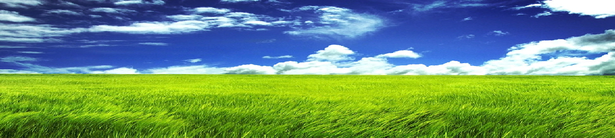 wiese